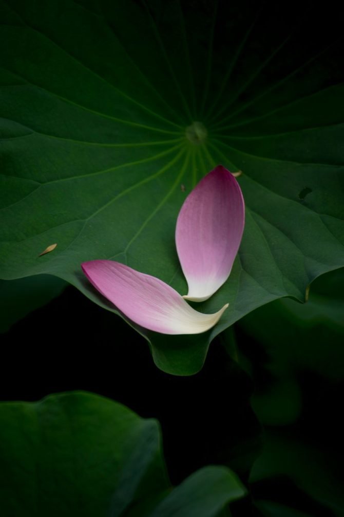 圆明园-荷花 Lotus in Yuanming Yuan