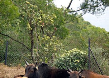荃錦坳 -> 河背水塘