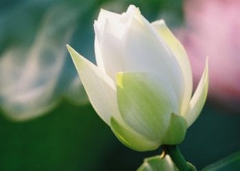 荷花 – Part 1@ Tai Hang Chuen @ 2004-05-23