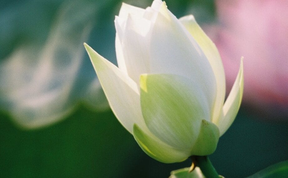 荷花 – Part 1@ Tai Hang Chuen @ 2004-05-23