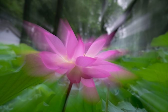 阴天的荷花-圆明园 Lotus in Cloudy Day – Yuan Ming Yuan