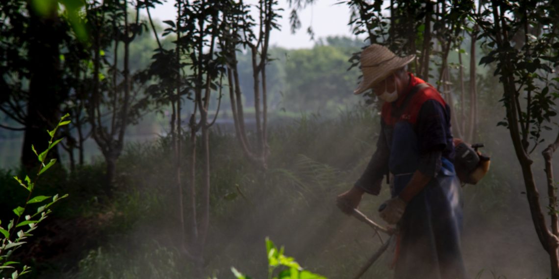 2019-06-22 圆明园 – 荷花