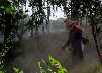 2019-06-22 圆明园 – 荷花