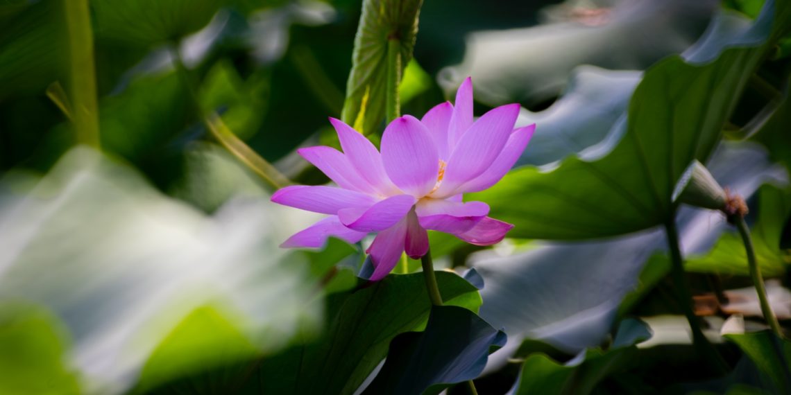 2019-06-30 陶然亭公园 － 荷花