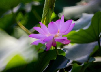 2019-06-30 陶然亭公园 － 荷花