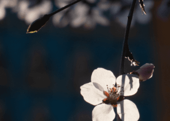 2020-03-15 北海公园