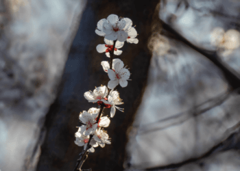 2020-03-28 南海子郊野公园