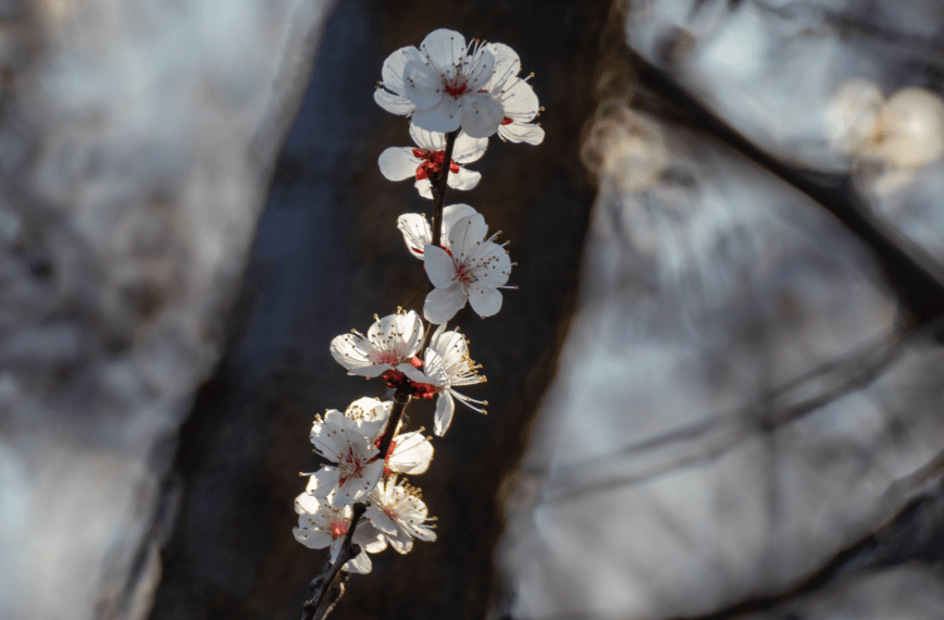 2020-03-28 南海子郊野公园