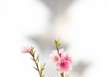 2020-04-05 奥林匹克森林公园