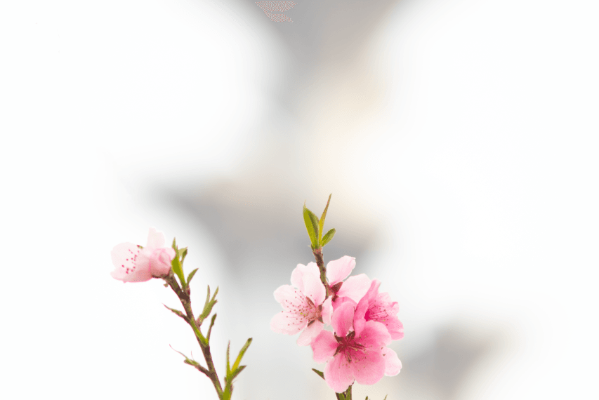 2020-04-05 奥林匹克森林公园