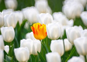 2020-04-19 北京植物园