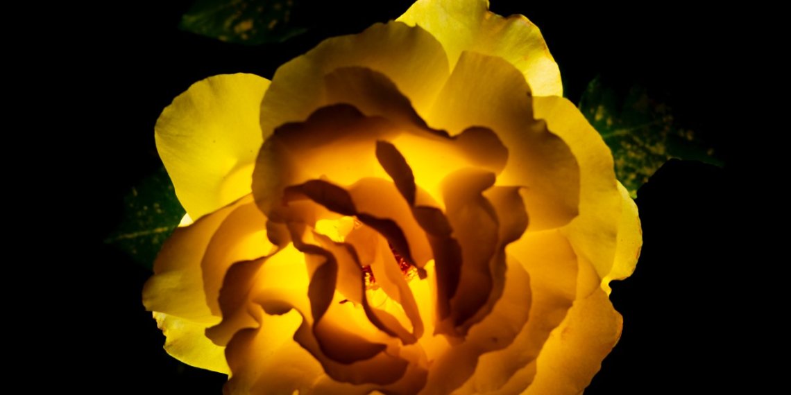 2020-05-16 玫瑰花 Rose Flower