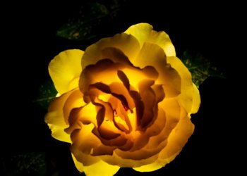 2020-05-16 玫瑰花 Rose Flower