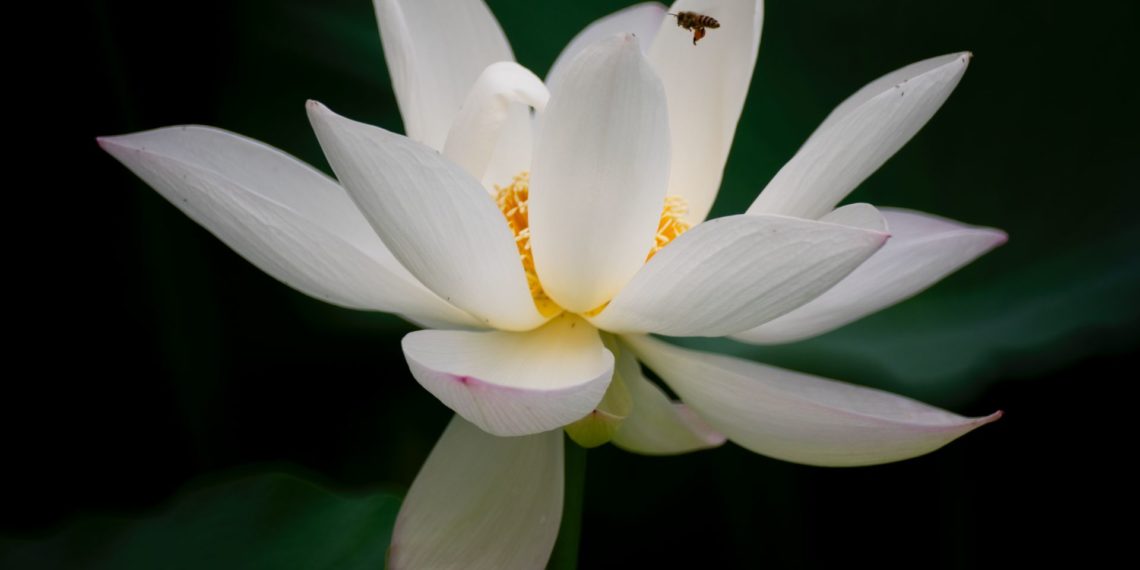 2020-06-25 莲花池公园