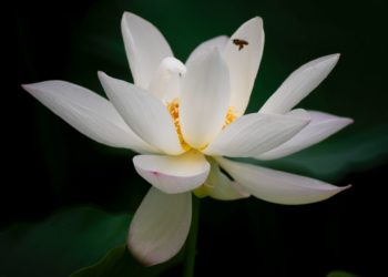 2020-06-25 莲花池公园