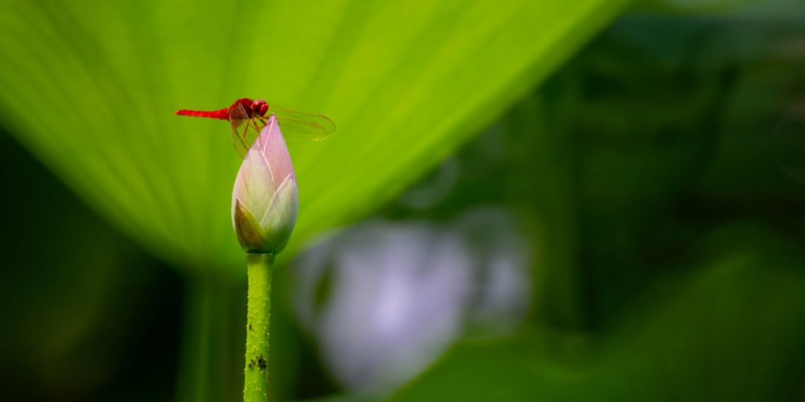 2020-06-26 紫竹院公园