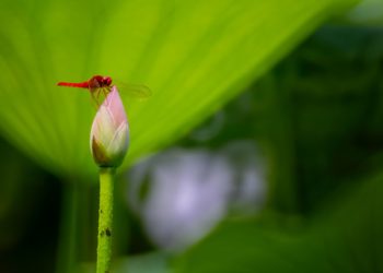 2020-06-26 紫竹院公园