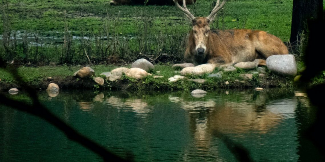 2020-07-12 南海子公园