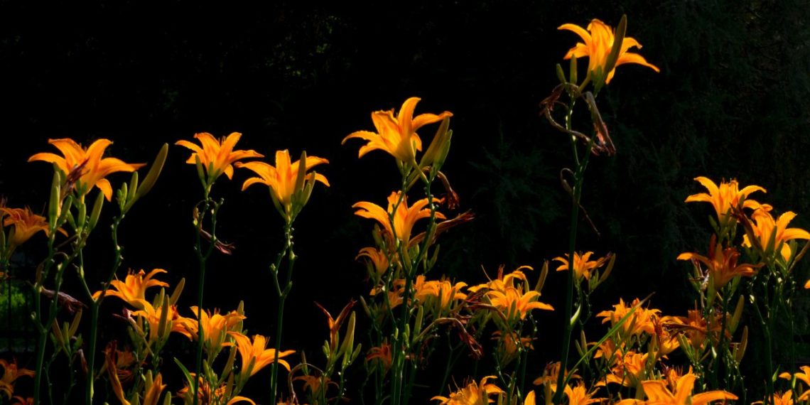 随拍 – 朝阳公园 – Snapshot in Sun (Chaoyang) Park