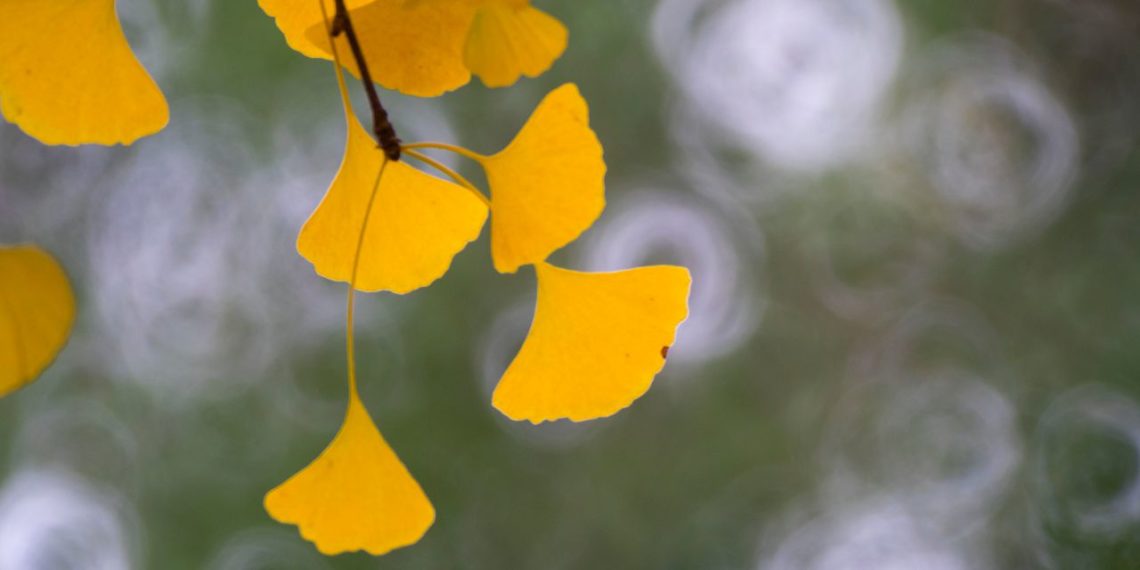 银杏－中山公园