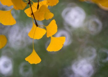 银杏－中山公园