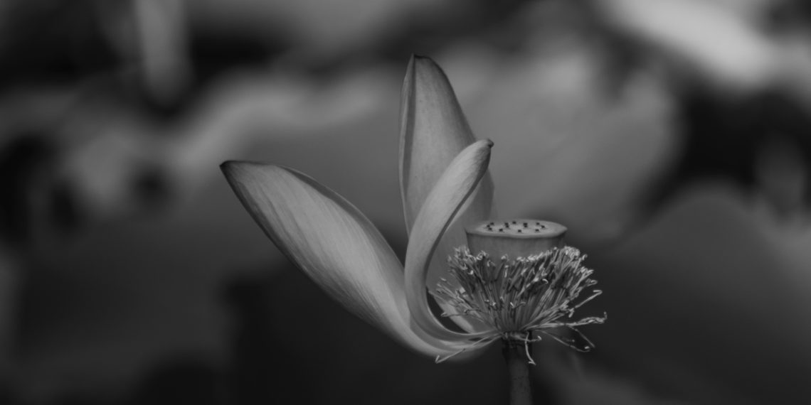 2019-07-14 玉渊潭公园-荷花