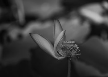 2019-07-14 玉渊潭公园-荷花