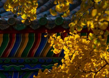 2020-11-01 地坛公园 – 银杏