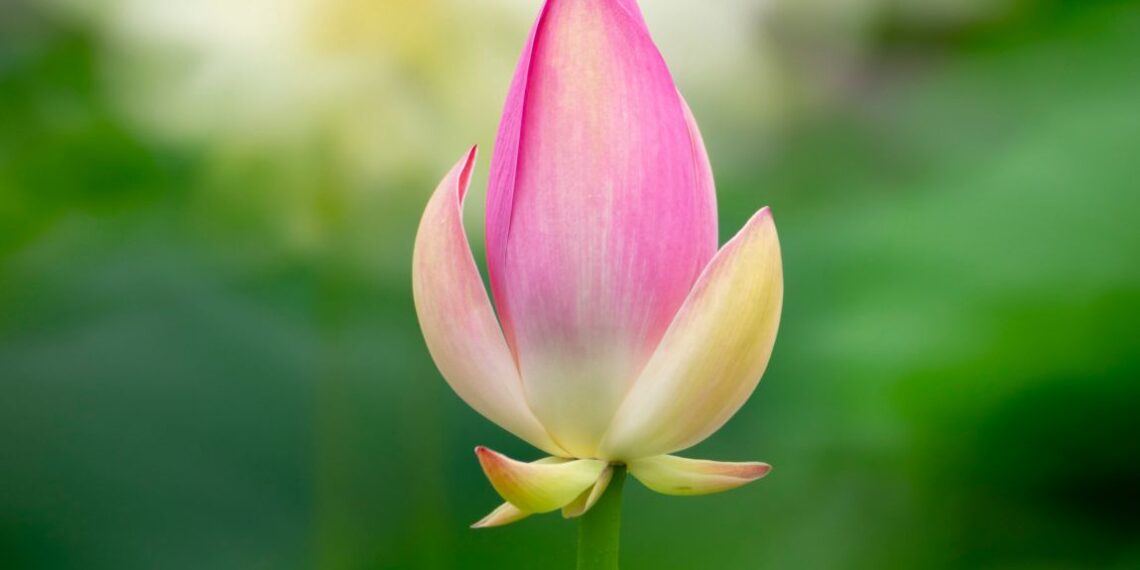 2021-07-11 莲花池公园