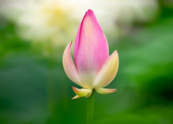 2021-07-11 莲花池公园