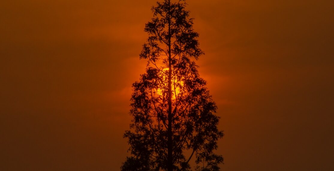 2022-05-03 「一樹難掩夕陽紅」