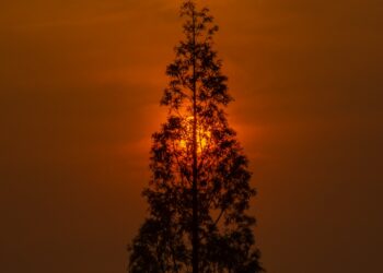 2022-05-03 「一樹難掩夕陽紅」
