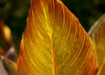 2022-05-21 难得可以出上海小区