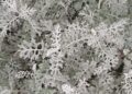 2022-05-18 隔离48天后，终于可以离开上海小区