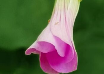 2022-05-14 上海隔离44天