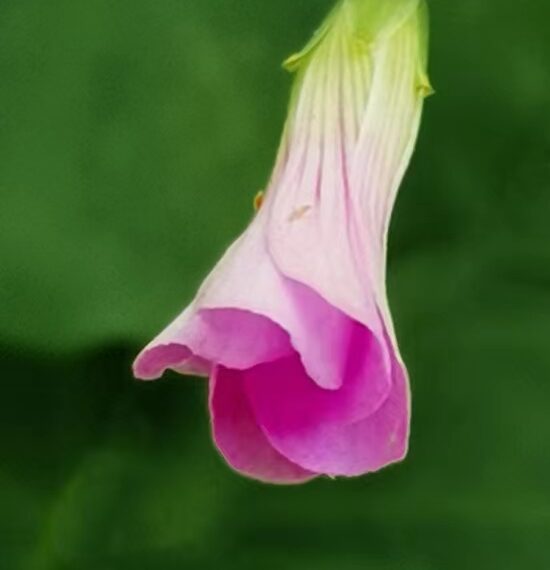 2022-05-14 上海隔离44天