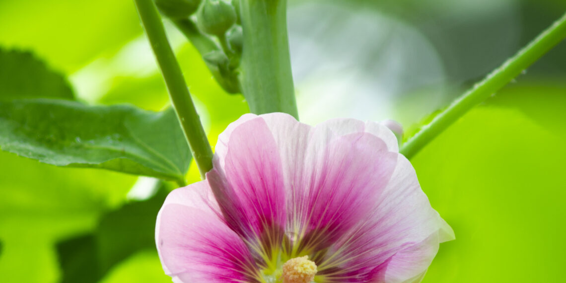 2022-06-04 世纪公园