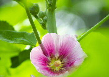 2022-06-04 世纪公园