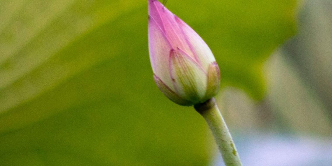 2022-08-06 上海世纪公园 – 荷花 Lotus