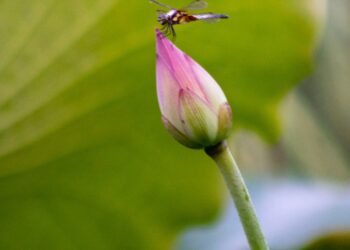 2022-08-06 上海世纪公园 – 荷花 Lotus